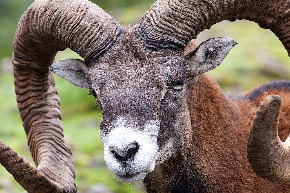 Article : Communiqué du collectif des Moutons après la fête de Tabaski.