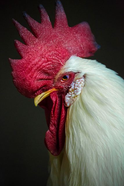 Article : Le prix du plus gros coq du village